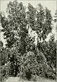 Eucalyptus occidentalis from "Eucalypts cultivated in the United States" (1902) (14596637437)