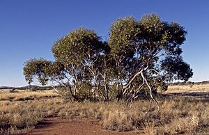 Eucalyptus sparsa.jpg
