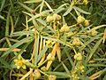 Euphorbia lamarckii (El Paso) 02