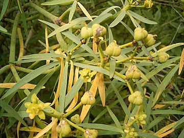 Euphorbia lamarckii (El Paso) 02