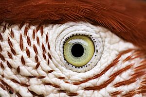 Eye of the Bird
