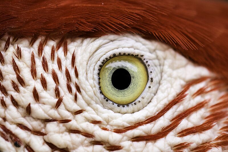 Eye of the Bird