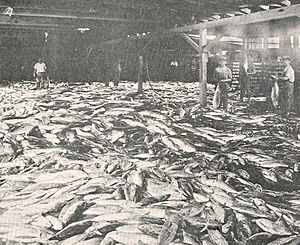 FMIB 45128 One Day's Catch of Tuna and Similar Fish at the Cannery of the International Packing Corporation at San Diego, Cal