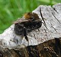 GT Common Carder Bee
