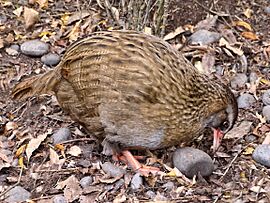 Gallirallus australis -Willowbank Wildlife Reserve, Christchurch, New Zealand-8