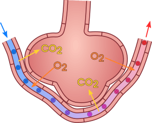 Gas exchange in the aveolus