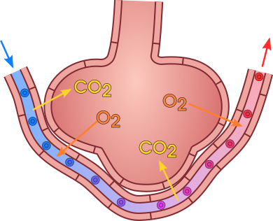 Gas exchange in the aveolus
