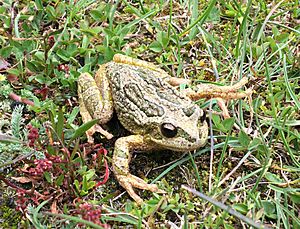 Gastrotheca peruana en la quebrada Aquilpo (cropped).jpg