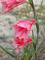 Gladiolus caryophyllaceus PA070037