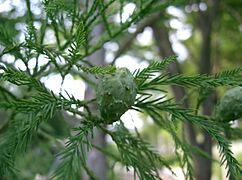 Glyptostrobus pensilis2