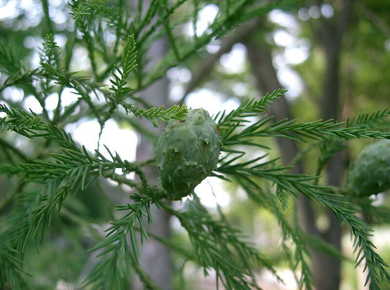 Glyptostrobus pensilis2