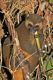 Golden bamboo lemur (Hapalemur aureus) feeding