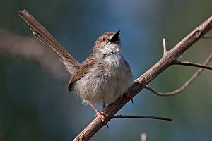 Graceful prinia.jpg