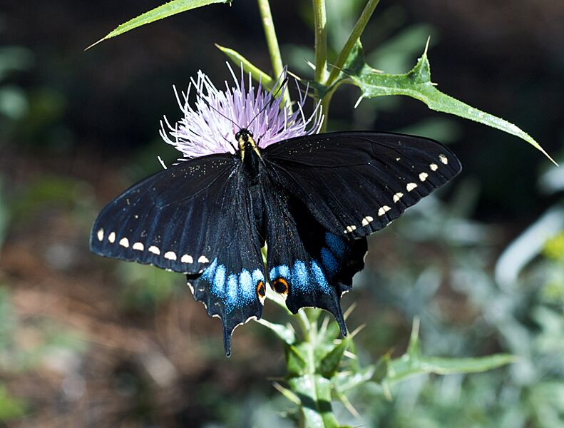 Grand Canyon Swallowtail