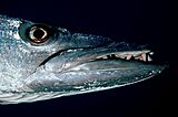 Great Barracuda close-up, western Puerto Rico