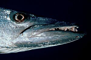 Great Barracuda close-up, western Puerto Rico