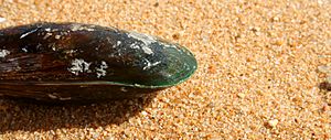 Green Lipped Mussel (314300764).jpg