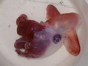 Photograph of a Grimpoteuthis discoveryi specimen. Its arms are curled up.