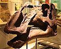 Gryposaurus Monumentsis Skull, Alf Museum