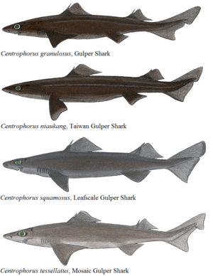 Gulper shark comparisons