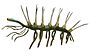 H. sparsa (white background).jpg