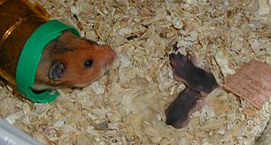 Hamster Facts: Lesson for Kids