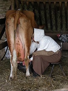 Hand milking a cow at Cobbes Farm Museum