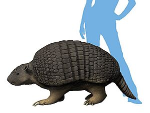 Holmesina floridanus life reconstruction
