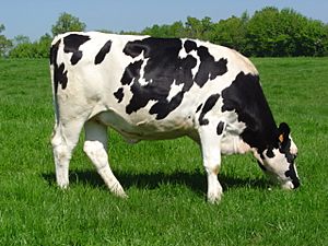 Holstein heifer