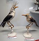 Two brown-and-white birds, one with a shorter head tuft