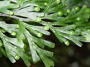 Hymenophyllum flabellatum.jpg