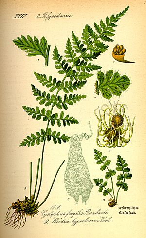 Illustration Woodsia alpina0.jpg