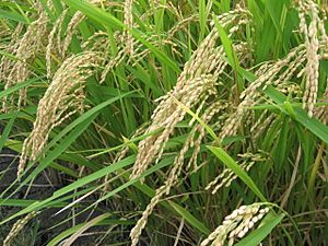 Image-Rice japonica akituho