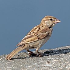 Indian sparrow (Passer domesticus indicus) immature Udaipur