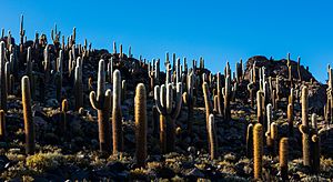 Isla del Pescado, Salar de Uyuni, Bolivia, 2016-02-04, DD 37