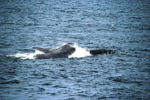 Jour 6 En guise d'aurevoir, la plus grosse baleine nous rend visite