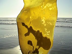 Kelp in Neskowin