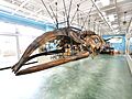 Kumomi Whale Museum, North Pacific right whale skeletal preparations in 2012-10-12