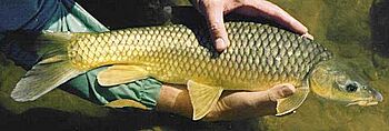 Labeobarbus aeneus, Orange river, Richtersveld