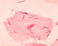 Lactobacillus sp 01.png