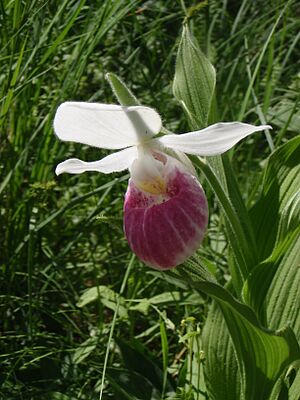 Lady slipper