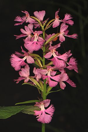 Large Purple Fringed Orchid - Plantathera grandiflora, Friendsville, Maryland.jpg
