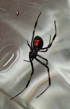 LatrodectusMactansVentral34
