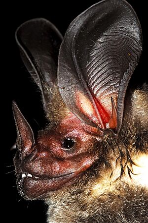 Lophostoma