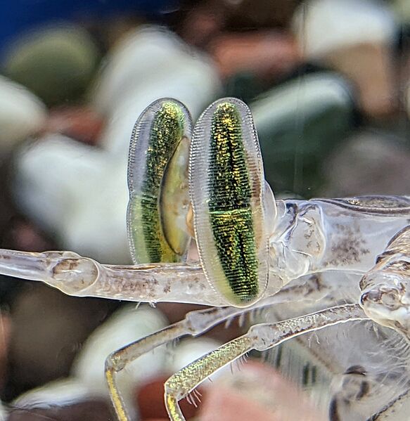 Mantis shrimp eyes