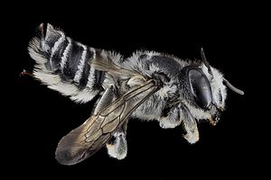 Megachile texana, F, Side, MD, Baltimore 2013-06-25.18.13.49 ZS PMax.jpg