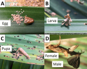 Metisa plana - eggs, larva, pupa and adults.png