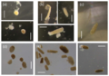 Morphology of copepod faecal pellets