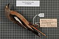 Naturalis Biodiversity Center - RMNH.AVES.144138 1 - Neocichla gutturalis subsp. - Sturnidae - bird skin specimen