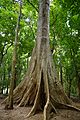 Nilambur teak forest 3755 -Tetrameles nudiflora